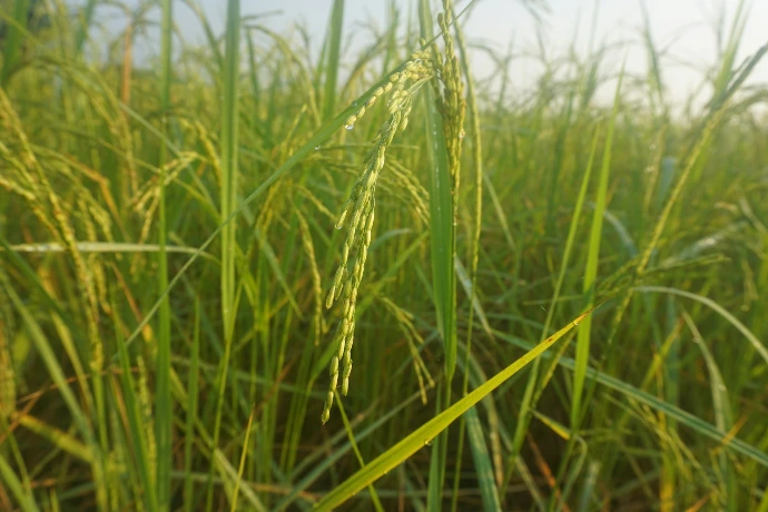 a close up of a field of tall grass