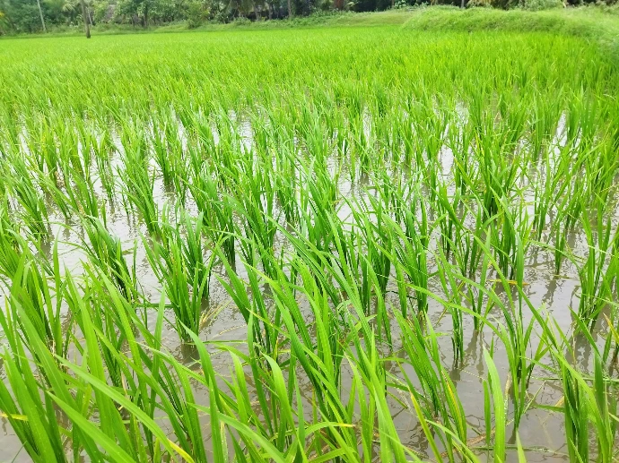 a large field of green grass in the middle of a field